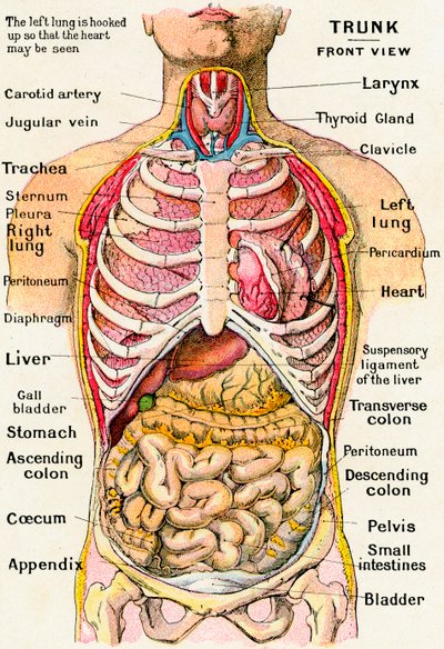 Anatomický pohled na lidský trup od German School
