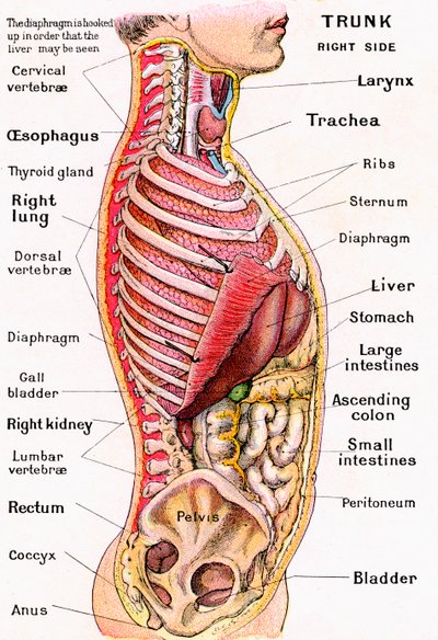 Anatomický pohled na lidský trup od German School