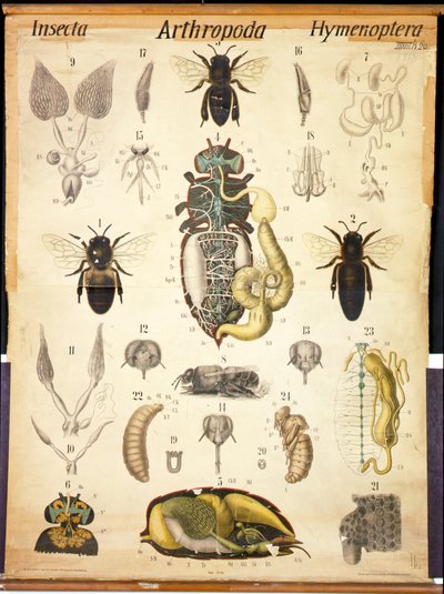 Anatomy of the Apis, č. XXVII, Leukarts Zoological Wall Chart, 1877-98 od German School