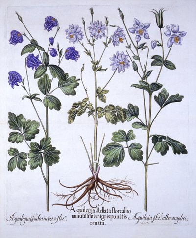 Aquilegia, od Hortus Eystettensis, Basil Besler (1561-1629), hospoda. 1613 (ručně kolorovaná rytina) od German School