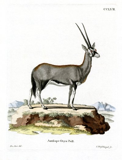 Oryx arabský (barevná rytina) od German School
