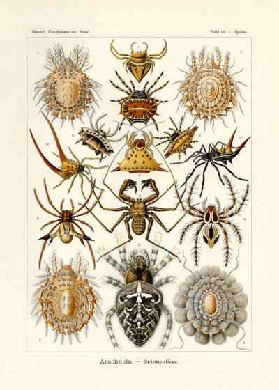 Arachnida, 1899-1904 od German School