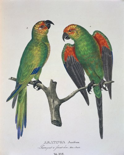 Aratinga Aurifrons (samci a samice), Tabulka XVI z „Avium Species New in Brazil“ od Johanna Baptista von Spix a Carla Friedricha von Martius od German School