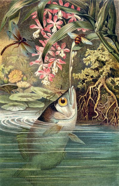Archerfish, deska z Brehms Tierleben: Allgemeine Kunde des Tierreichs, svazek 8, str. 49, vydal Bibliographisches Institut, 1892 od German School
