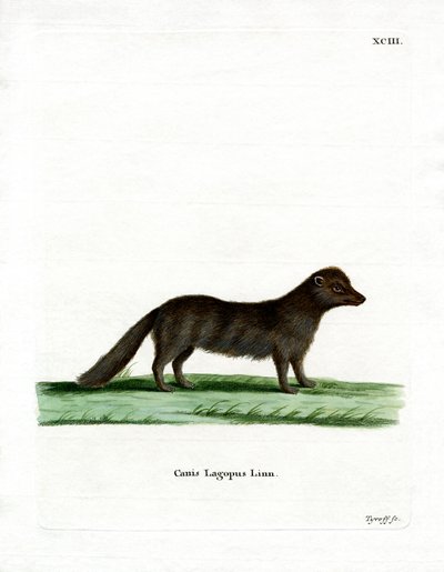 Arctic Fox (barevná rytina) od German School