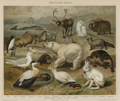 Arktická fauna od German School