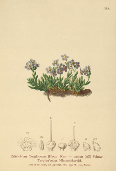 Arktická pomněnka (Eritrichium nanum, Eritrichium Terglouense) od German School