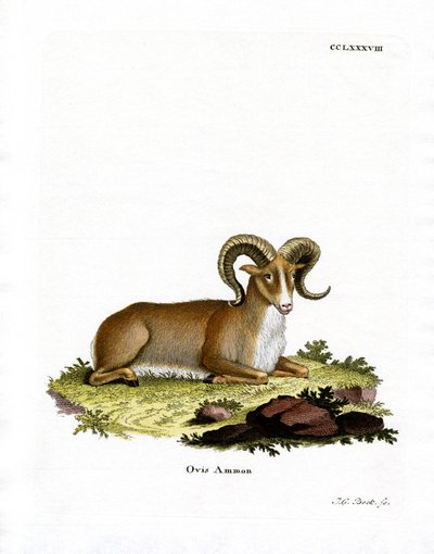 Argali (barevná rytina) od German School