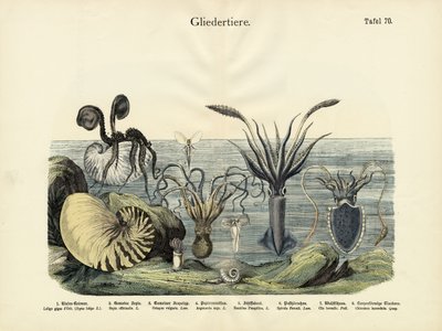 Členovci, kolem roku 1860 od German School