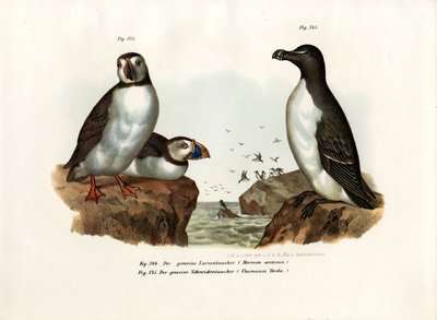 Arctic Puffin, 1864 od German School