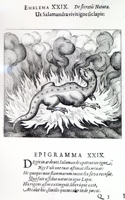 Jako Salamandr žije v ohni, tak i Kámen, Emblem XXIX z knihy Atalanta fugiens od Michaela Maiera, 1617. od German School