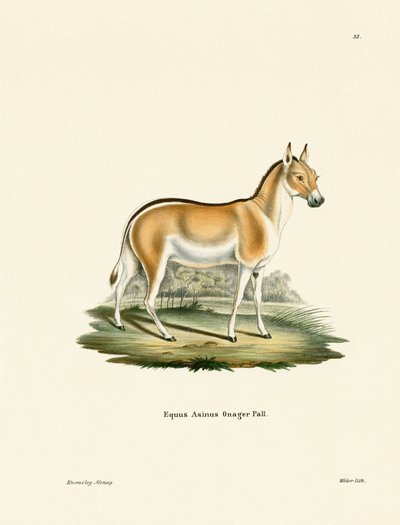 Asian Wild Ass (barevné gravírování) od German School