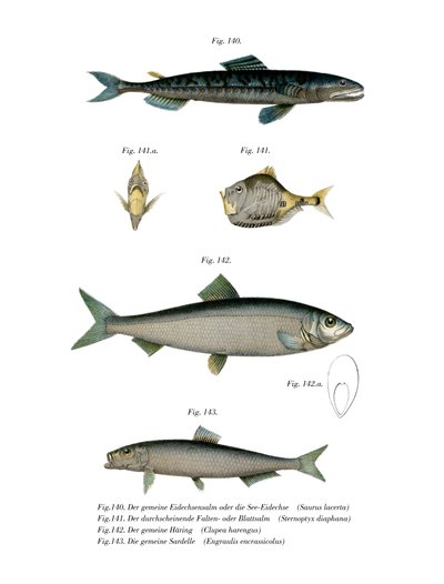 Atlantic Saury (barva litho) od German School