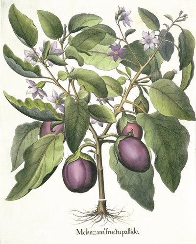 Lilek: Melanzana světlé ovoce, z Hortus Eystettensis od Basil Besler (1561-1629), hospoda. 1613 od German School