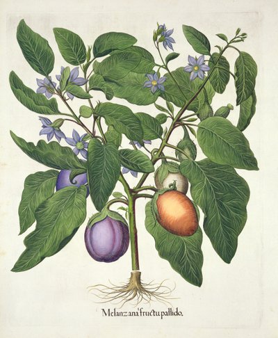 Lilek: Melanzana fructu pallido, z Hortus Eystettensis od Basila Beslera (1561-1629), hospoda. 1613 (ručně kolorovaná rytina) od German School
