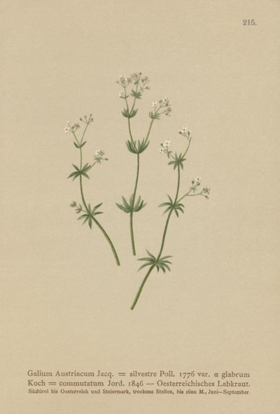 Svízel rakouský ( Galium Austriacum , Galium wild ( var. glabrum ) Galium od German School