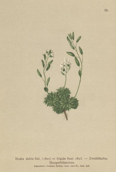 Rakouská tráva Whitlow Grass (Draba dubia, Draba frigida) od German School