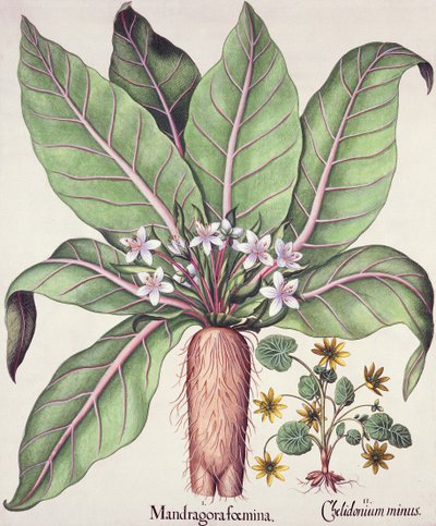 Podzimní mandragora, z hospody Hortus Eystettensis od Basila Beslera (1561-1629). 1613 (ručně kolorovaná rytina) od German School