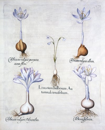 Podzimní vločka a luční šafrány, od Hortus Eystettensis, Basil Besler (1561-1629), hospoda. 1613 (ručně kolorovaná rytina) od German School
