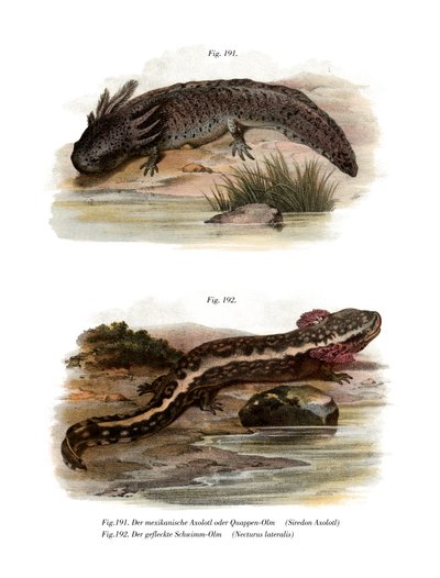 Axolotl (barevní členové) od German School