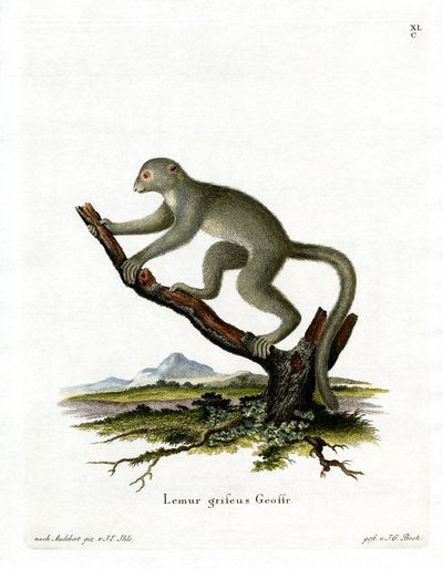 Bamboo Lemur (barevná rytina) od German School