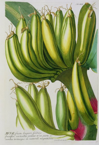 Banán, vyryl Johann Jakob Haid (1704-67), deska 19 z botanické knihy, vyd. Augustus Vind od German School