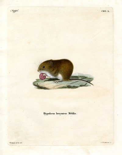 Bank Vole (barevné rytí) od German School