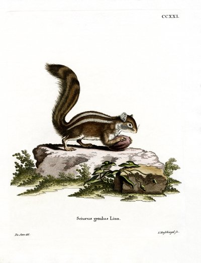 Barbary Ground Squirrel (barevná rytina) od German School