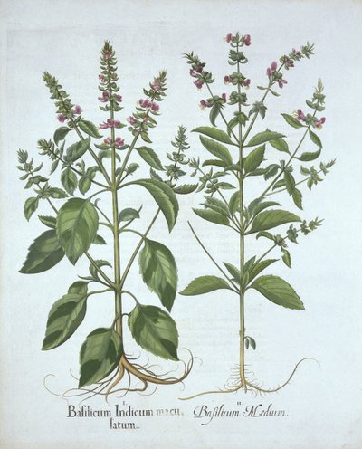 Basil, od Hortus Eystettensis, od Basila Beslera (1561-1629), hospoda. 1613 (ručně kolorovaná rytina) od German School