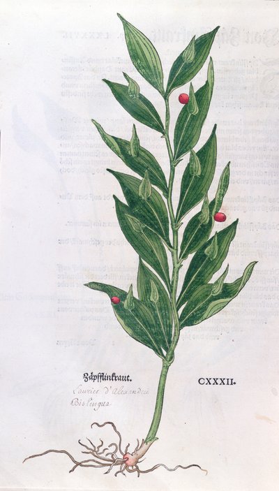 Baytree, ilustrace pro Herbář od Leonharta Fuchse (1501-66), vydaný v Basileji, 1555 (barevná rytina) od German School