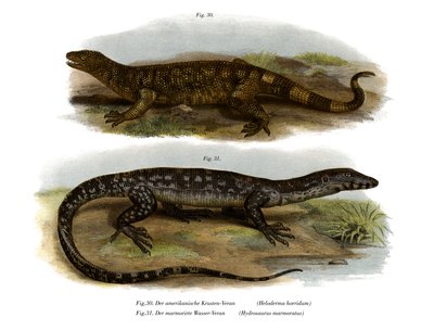 Beaded Lizard (barva lito) od German School