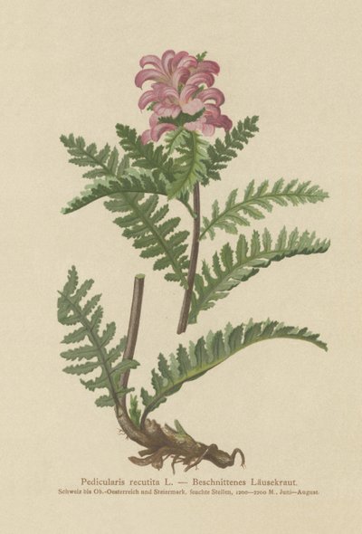 Všivec červená (Pedicularis recutita) od German School