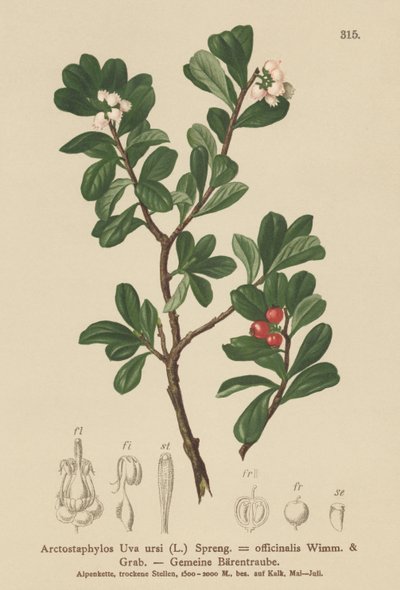 Medvědice lékařská (Arctostaphylos Uva ursi, Arctostaphylos officinalis) od German School