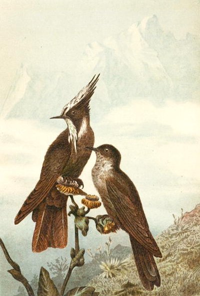 Bearded Helmetcrests, deska z "Brehms Tierleben: Allgemeine Kunde des Tierreichs", sv. 675, vydal Bibliographisches Institut od German School