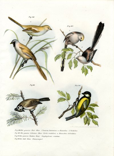 Parrotbill vousatý, 1864 od German School
