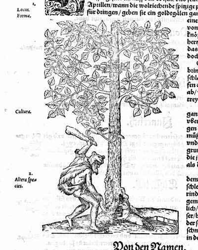 Beaver Hunt - v "The Rasism" od Jeromea Bocka. 1572 od German School