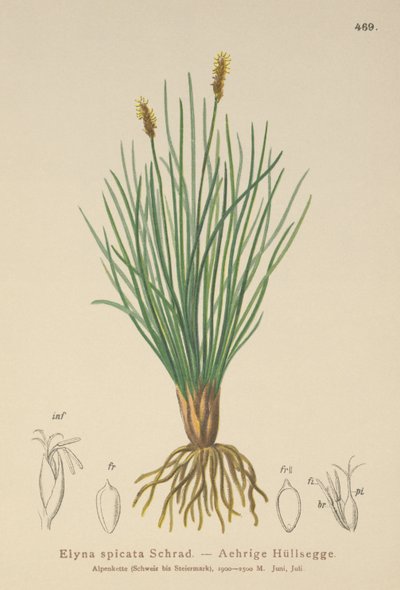 Ostřice bahenní (Kobresia myosuroides, Elyna myosuroides, Kobresia bellardii, Elyna bellardii, Elyna scirpina, Elyna spicata) od German School
