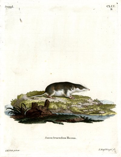 Bicolored Shrew (barevné rytí) od German School