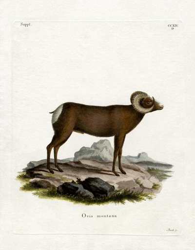 Bighorn ovce (barevné rytí) od German School