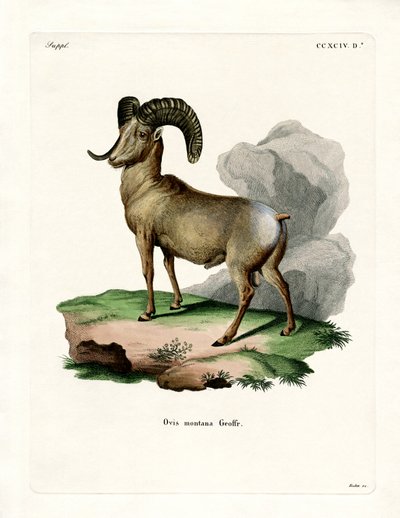 Bighorn ovce (barevné rytí) od German School