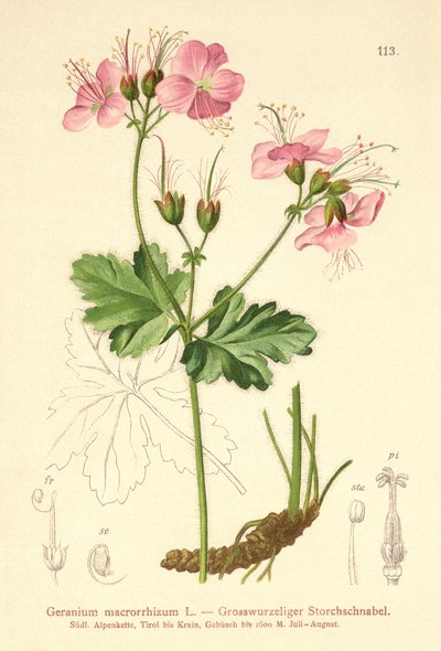 Geranium bigroot (Geranium macrorrhizum) od German School
