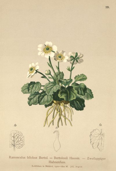 Pryskyřník pravý (Ranunculus bilobus, Ranunculus Bertolonii) od German School