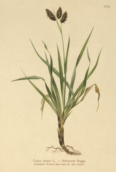 Ostřice alpská (Carex atrata) od German School