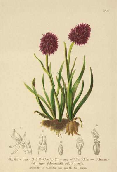 Černá vanilková orchidej (Nigritella nigra, Nigritella angustifolia) od German School