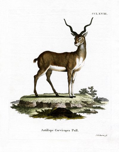 Blackbuck (barevné rytí) od German School