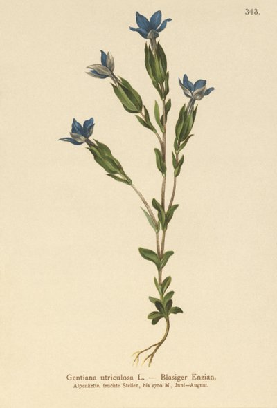 Hořec močového měchýře (Gentiana utriculosa) od German School
