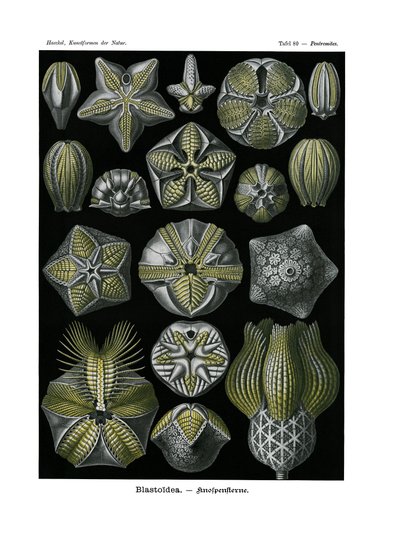 Blastoidea, 1899-1904 od German School