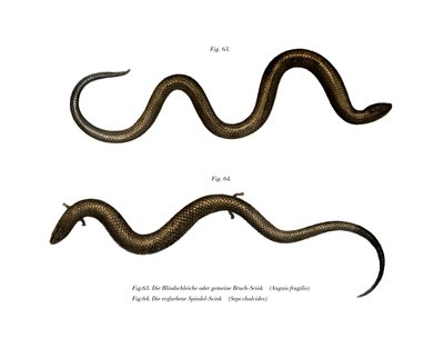 Blindworm (barva lito) od German School