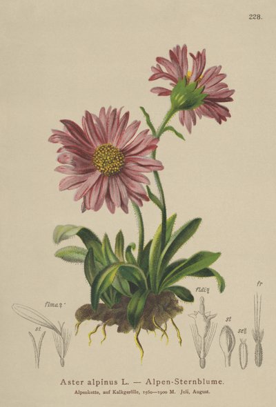 Modrá alpská sedmikráska (Aster alpinus) od German School