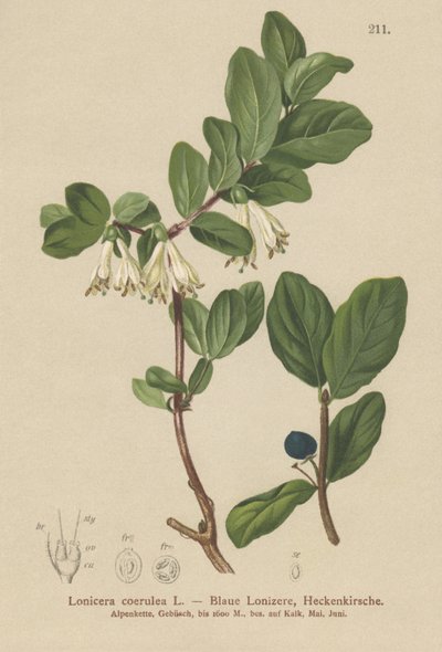 Zimolez modrý (Lonicera caerulea, Lonicera coerulea) od German School